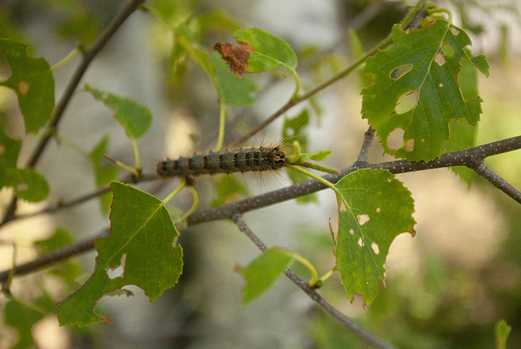 LDD (lymantria dispar dispar) caterpillar on a poplar branch making it's way to munch on a leaf. 