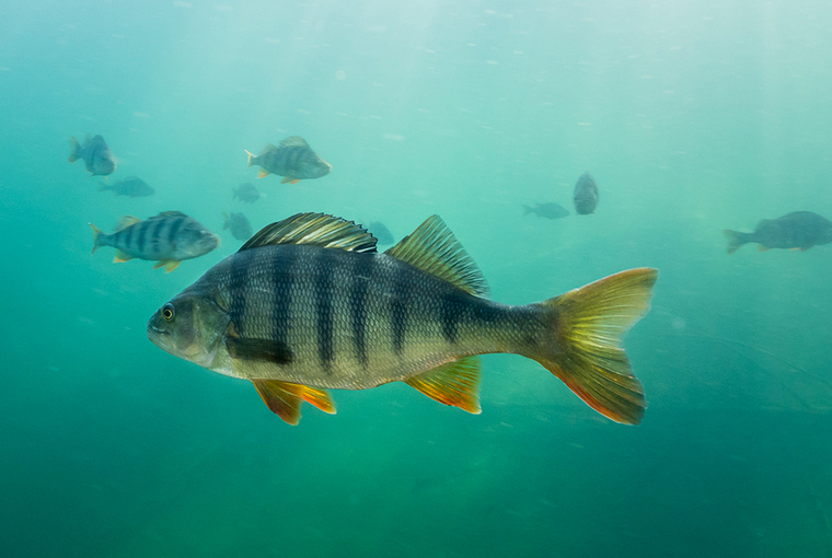 Large perch with vertical black stripes swims through turquoise lake water. Small school of perch in the background.