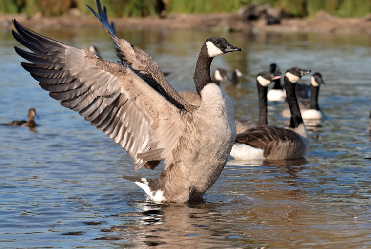 Large Canada goose stretching it's wings among a flock of geese in the water 