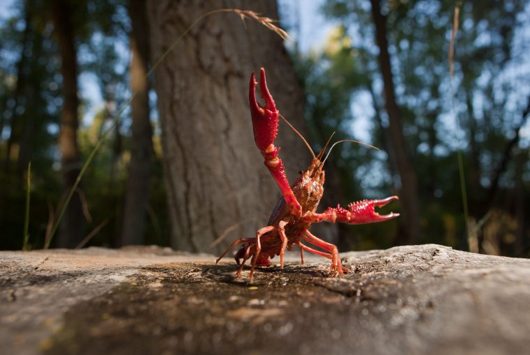 Red crustacean with claws held high poses on rock with wilderness in background.