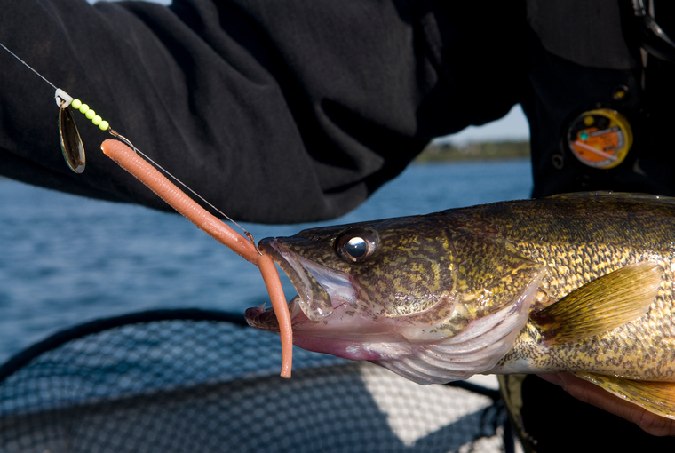 Walleye hooked on a worm harness with a worm coloured softbait