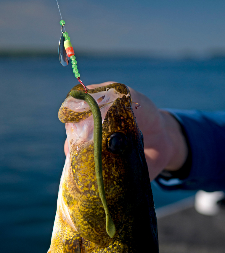 PRO WALLEYE CRAWLER HARNESS