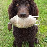 Peter Wright of Ottawa shared this photo of Mick, a five-year-old female Irish Water Spaniel, belonging to Anne and Peter Wright, prepared and ready to go for the upland bird season in Lanark County.