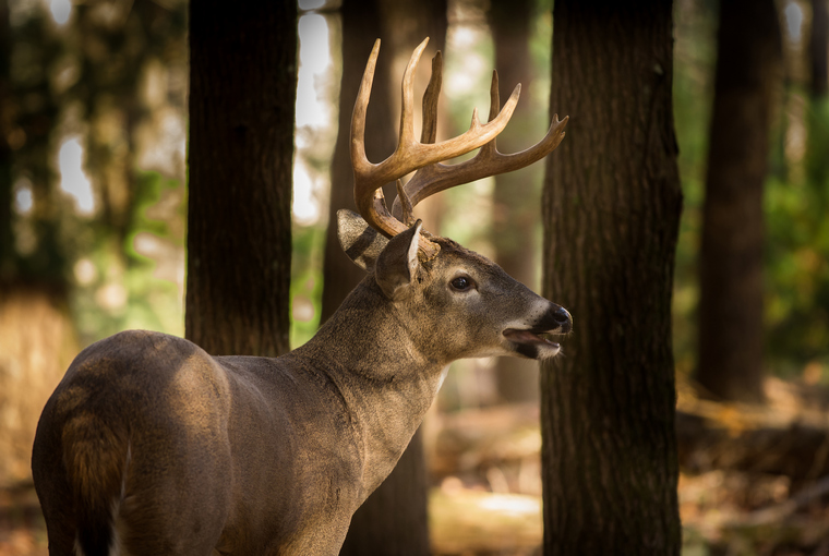 Large 11 point white-tailed buck under the canopy of a large growth forest.