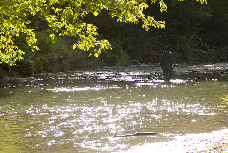 a man walks through a sun-speckled creek in waders, rod-in-hand