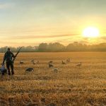 Dale Harrison of Cambridge began his goose hunt near Freelton with this arrangement of decoys on a spectacular September morning.