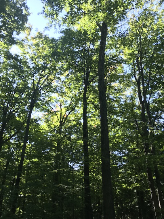 a forest scene, looking up to treetops