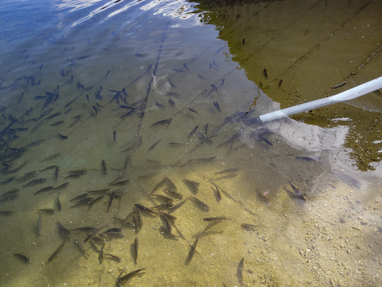 Community hatcheries keep Ontario stocked - Ontario OUT of DOORS