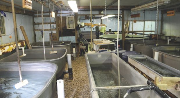 Rainbow Trout - Ontario Community Hatchery Program