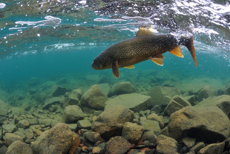 The Recovery of the Lake Trout Species in Lake Erie