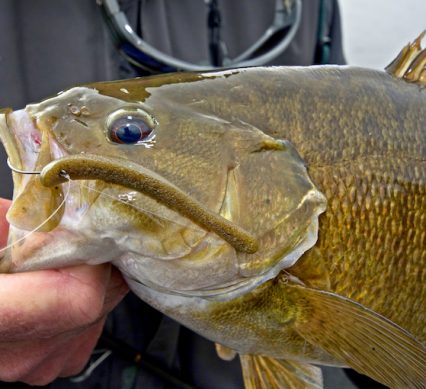 smallmouth thumb