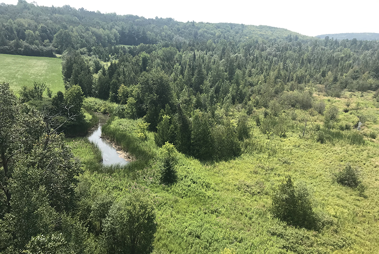 An overview of wetlands