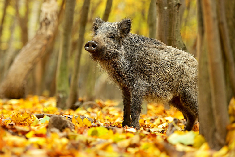 wee wild hoglet standing in leaves