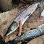 Andrew Barcham of Collingwood and his twin daughters took a fall fishing trip south of Sudbury with a few friends, only to find the pike there were hungry for hot dogs.