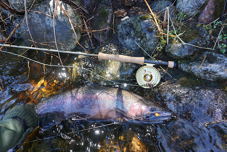 fish on a line beside a fly fishing rod