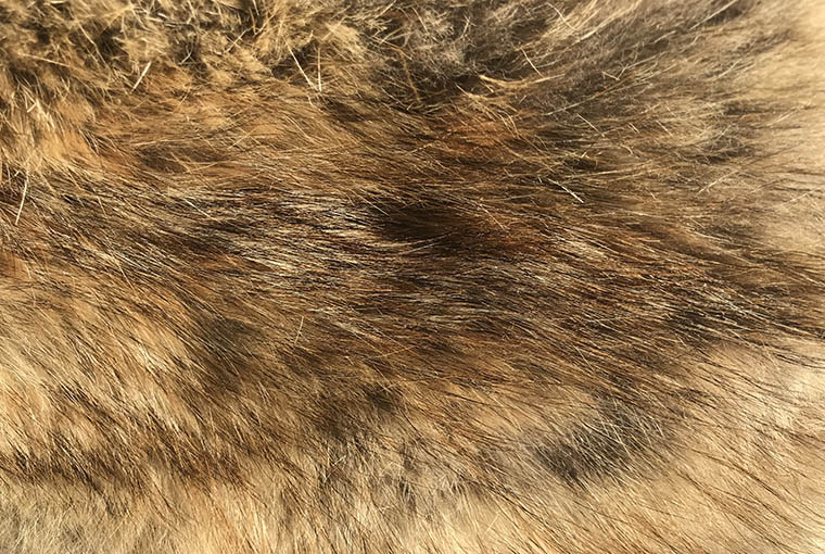 Coyote pelt