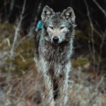 Jessa Kostecki of Thunder Bay has taken up photography with a focus on local wildlife and the outdoors.