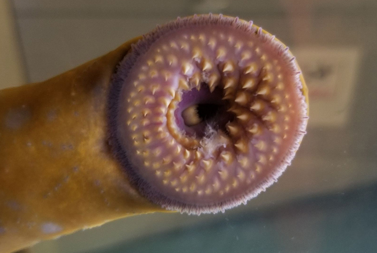 100 years of sea lamprey - Ontario OUT of DOORS