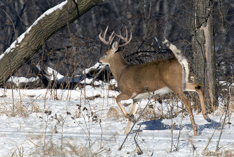 a whitetail buck retreating into a snowy wood