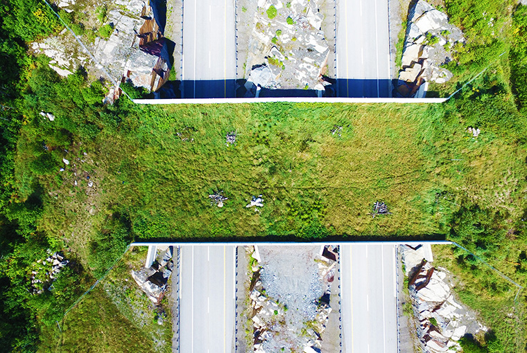 an overpass above a highway for animals to safely cross