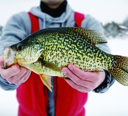 a crappie from the ice