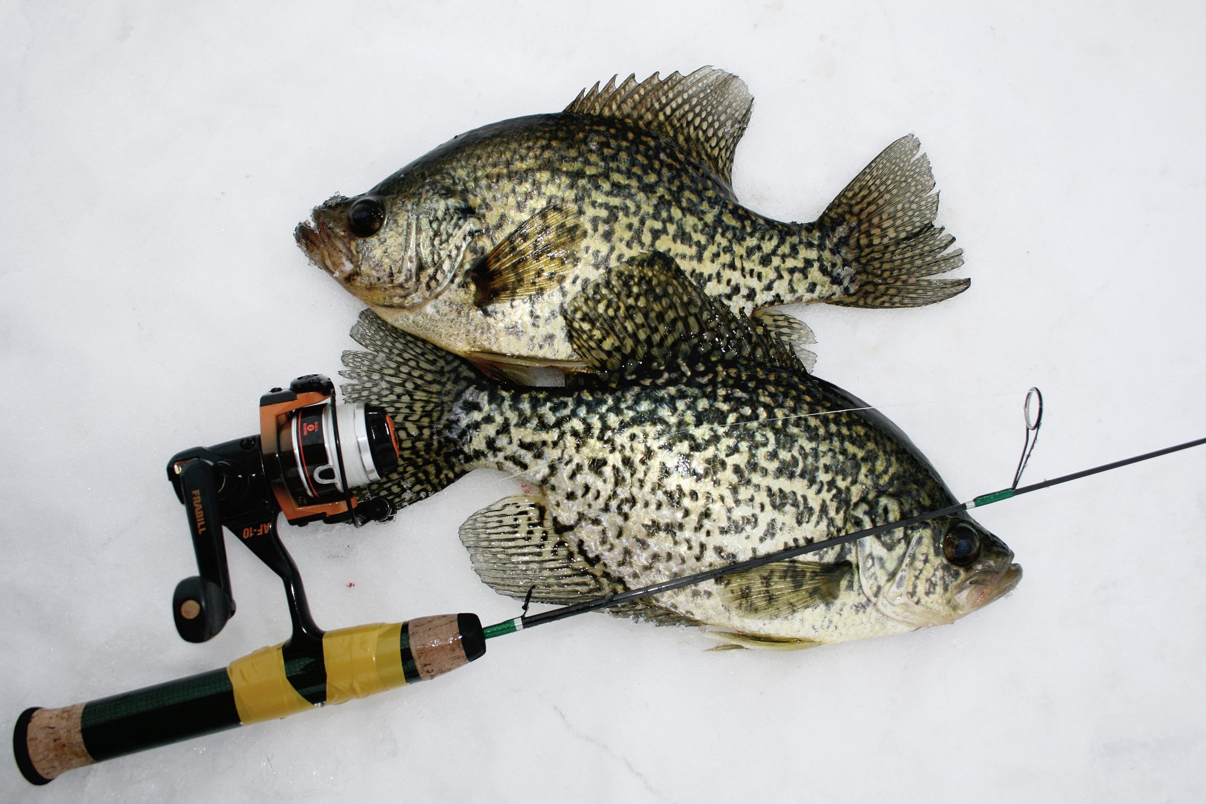 a crappie couple on the ice