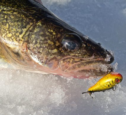 a walleye on ice