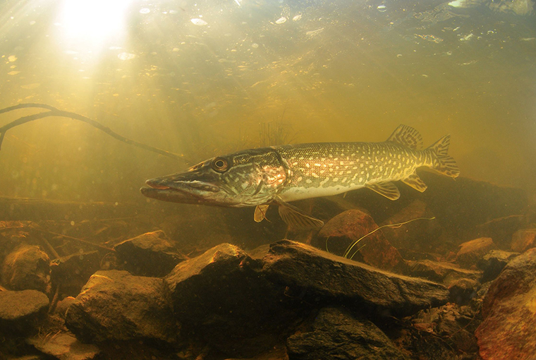 The “Nipissing” – Musky Ontario Lure Company