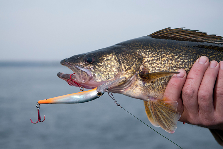 Planer Board Trolling The Shallows For Spooky Walleyes - In-Fisherman