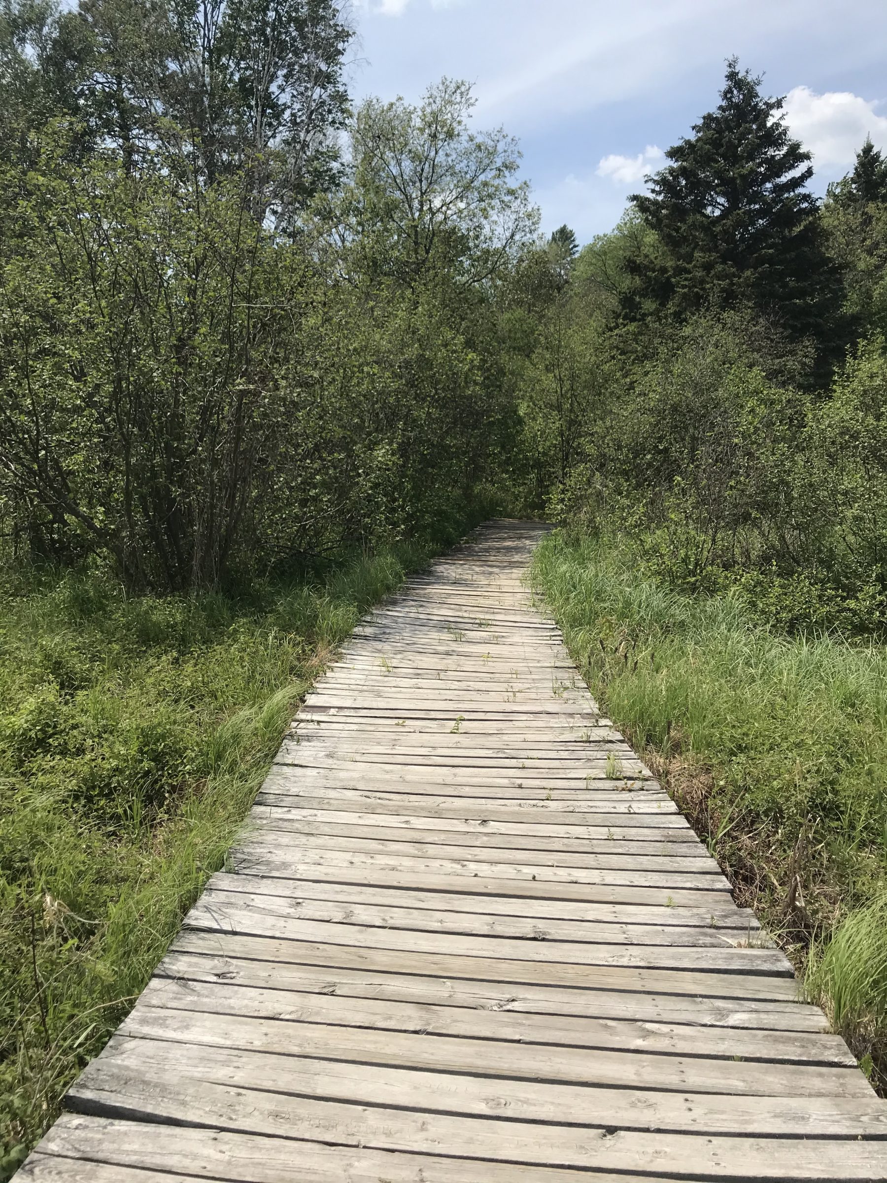 a wetland boardwalk 