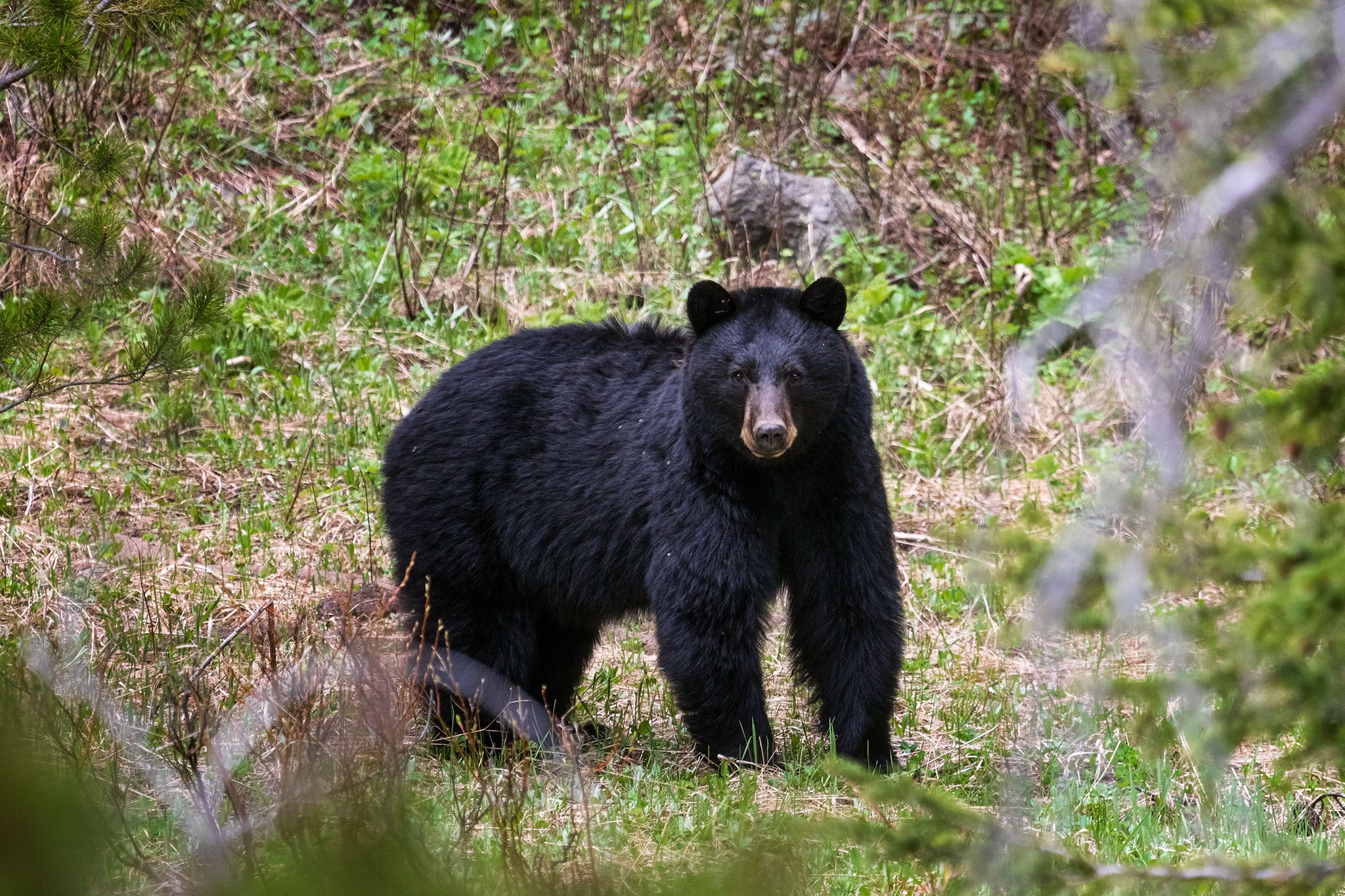 a bear looking aware