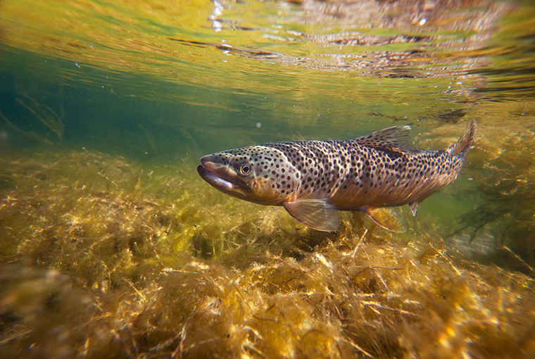 brown trout swimming shallows