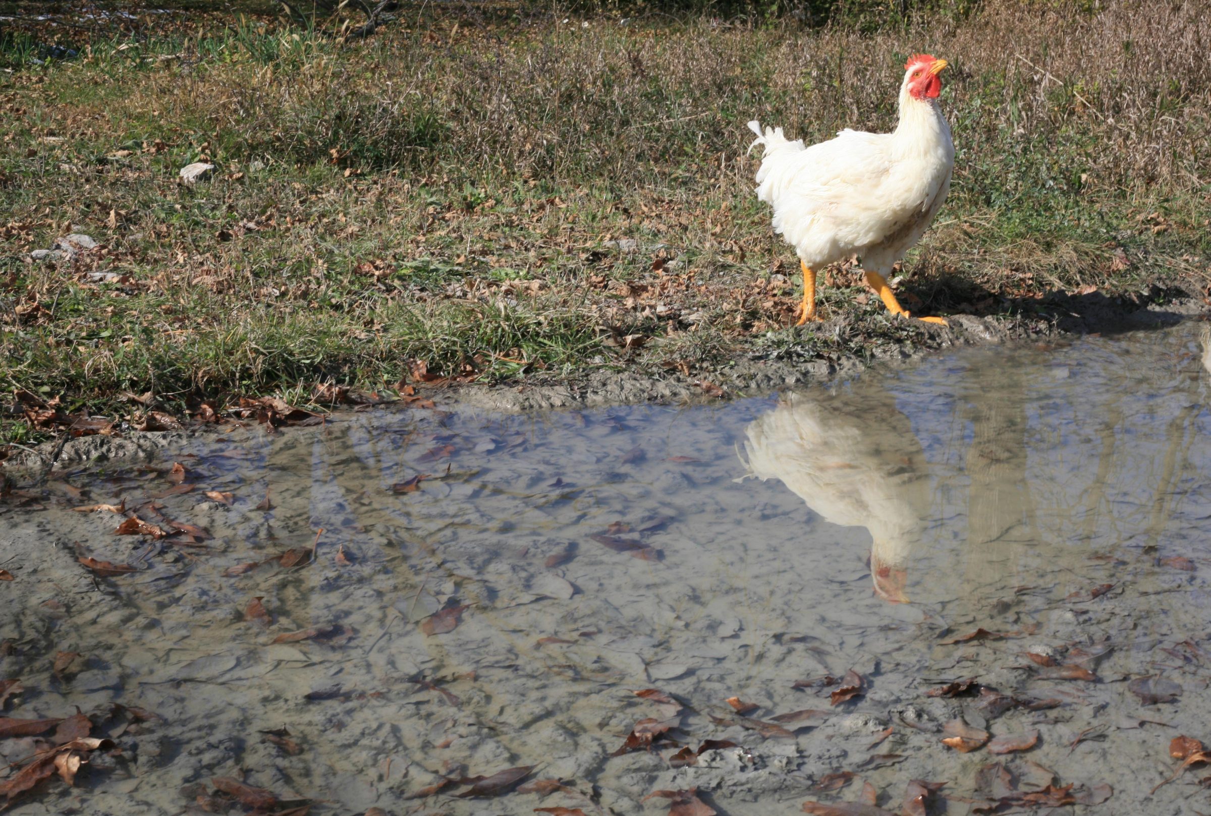 chicken checks reflection