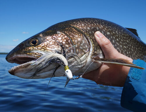 Jigging for open-water lake trout