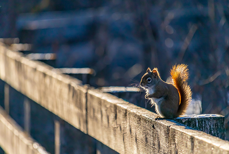 red squirrel looking squirrelly 