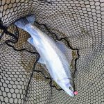 Spencer Williamson of Guelph caught this beautiful steelhead in Bronte Creek in Oakville.