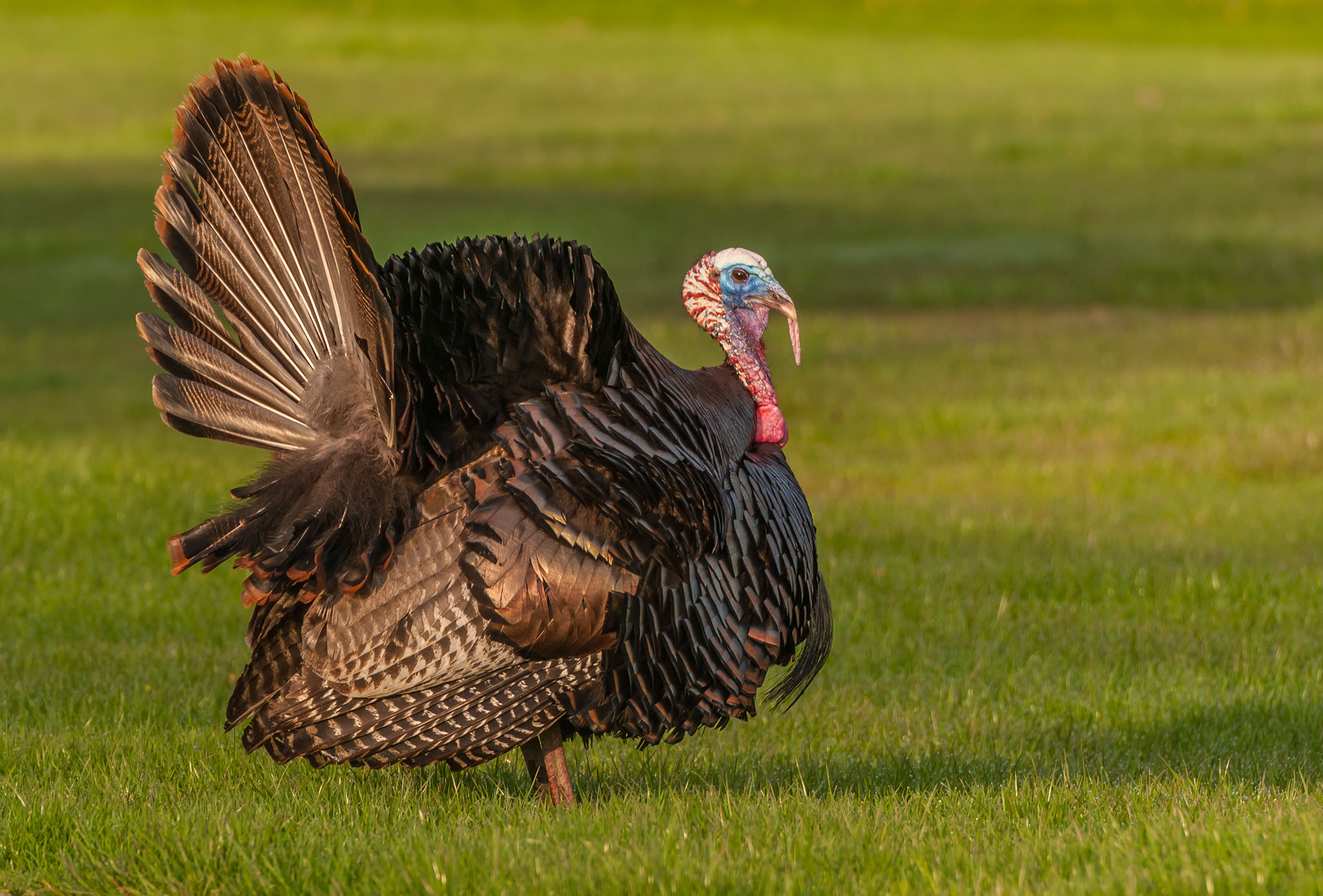 a tom turkey strutting 