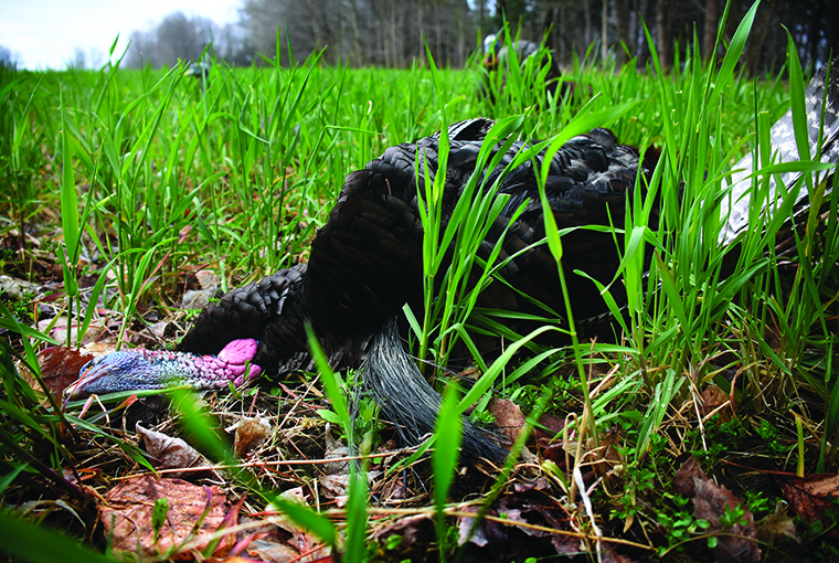 a fallen turkey in the grass