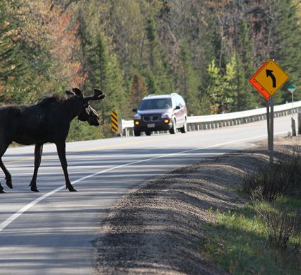 bull moose on a roadway