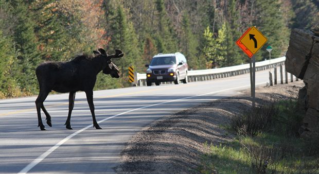 bull moose on a roadway