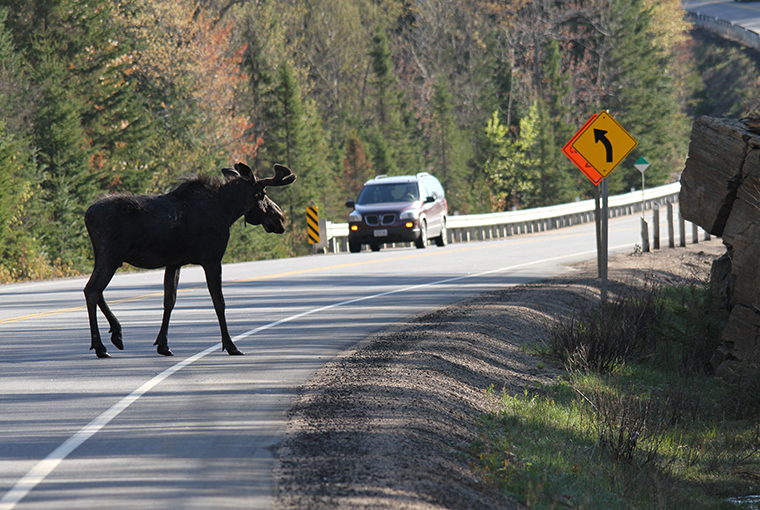 bull moose on a roadway