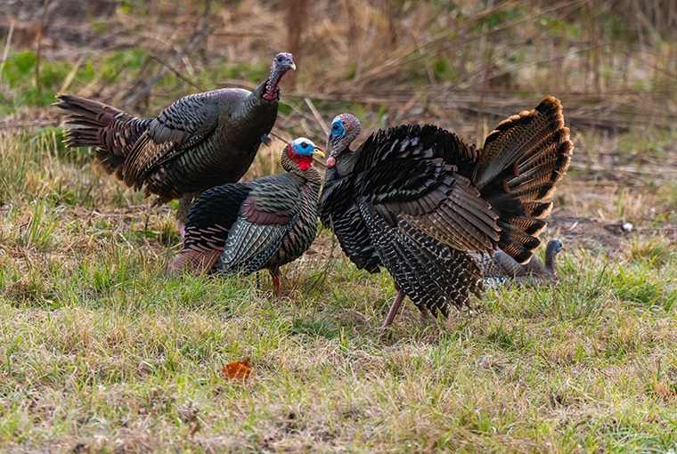 debating jakes in a field with a decoy