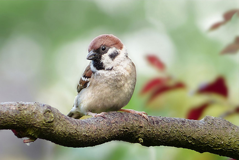 a sparrow contemplating being eaten