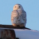 Steve Bickell of Sault Ste. Marie saw this snowy owl hanging around his neighbourhood.