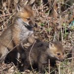 Travis Huigen of Dunnville was out for a drive when he stumbled upon these little red fox kits.