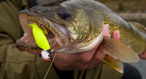 walleye bait two-tone and multi-coloured soft-baits with green accents