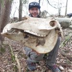 Zak Prenger of Peterborough was shed hunting when he came across this big draft horse skull! The lower jaw was found 40 yards from the top.