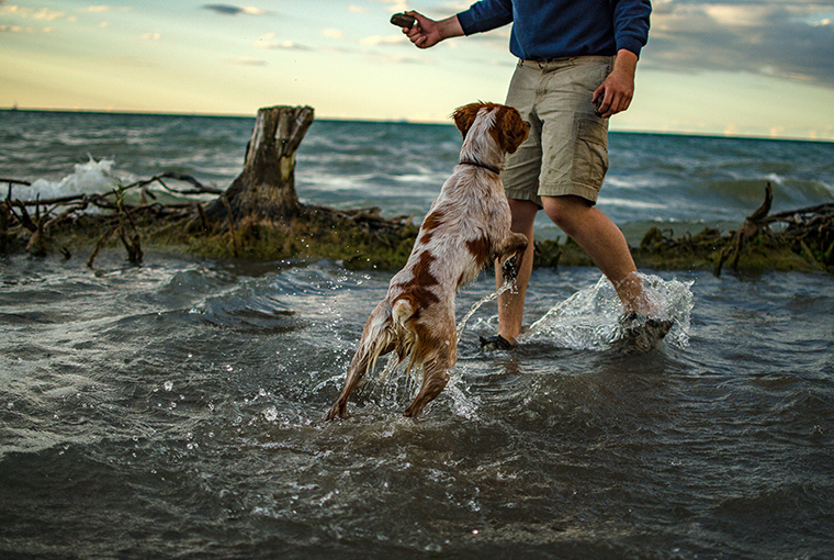 dog in water