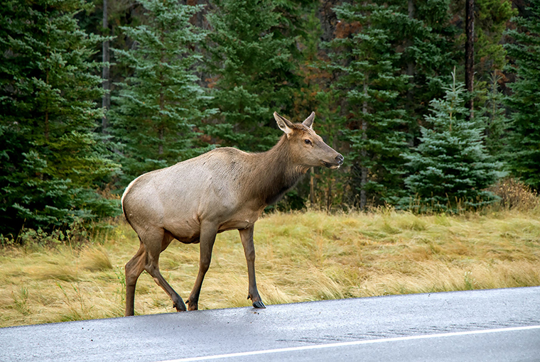 an elk crossing the road