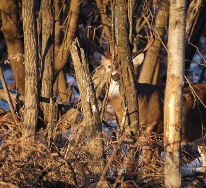 a late-season buck peeking